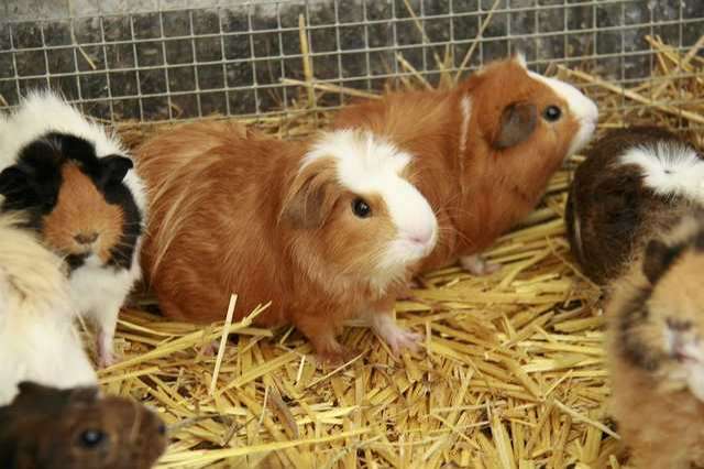 Verschiedene Meerschweinchenrassen zu verkaufen